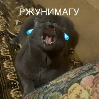 🌟 emoji Kotikiorvishegor Telegram sticker 3 of 104