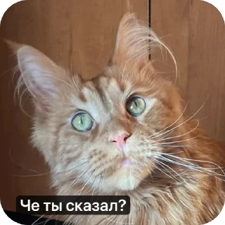 🌟 emoji Kotikiorvishegor Telegram sticker 14 of 104