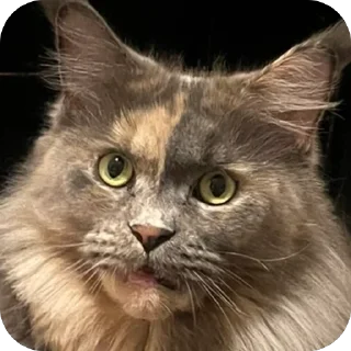 🌟 emoji Kotikiorvishegor Telegram sticker 19 of 104