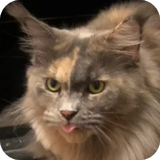🌟 emoji Kotikiorvishegor Telegram sticker 22 of 104