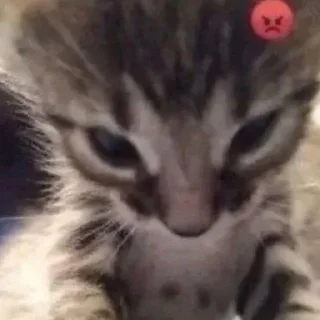 Sticker from cats