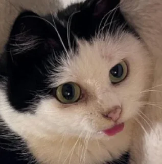 Sticker from cats