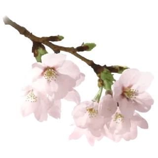 🌸 emoji навсегдарядом🌸🌫          ... Telegram sticker 8 of 25