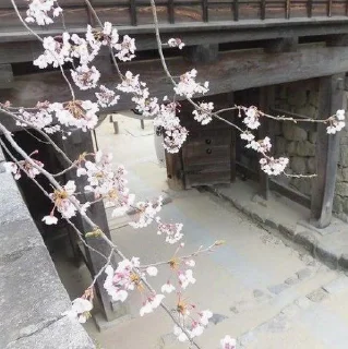 🪨 emoji навсегдарядом🌸🌫          ... Telegram sticker 17 of 25