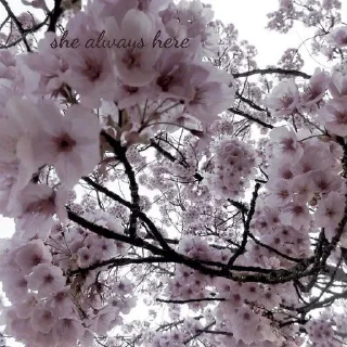 🌸 emoji навсегдарядом🌸🌫          ... Telegram sticker 1 of 25