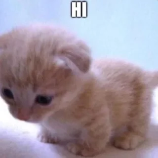 Sticker from котятки мои любимые я вас люблю