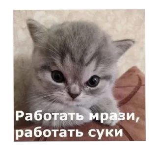 🐱 emoji Я вас ненавижу Telegram sticker 11 of 62