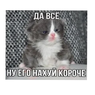 🐱 emoji Я вас ненавижу Telegram sticker 21 of 62