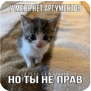 🐱 emoji Я вас ненавижу Telegram sticker 20 of 62