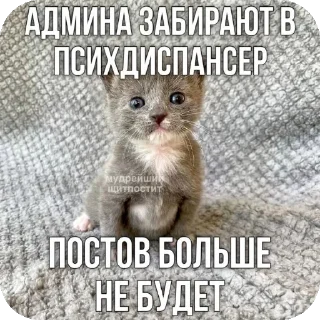 🐱 emoji Я вас ненавижу Telegram sticker 14 of 62