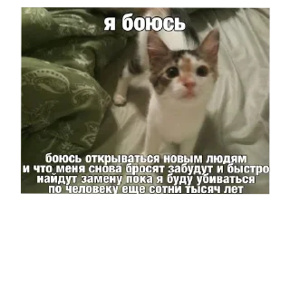 🐱 emoji Я вас ненавижу Telegram sticker 24 of 62