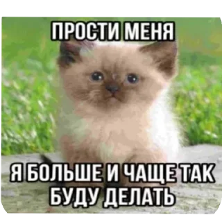 🐱 emoji Я вас ненавижу Telegram sticker 8 of 62