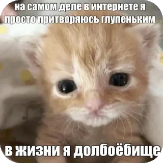 🐱 emoji Я вас ненавижу Telegram sticker 5 of 62
