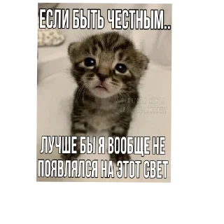🐱 emoji Я вас ненавижу Telegram sticker 22 of 62