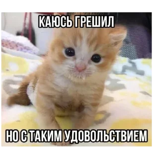🐱 emoji Я вас ненавижу Telegram sticker 9 of 62