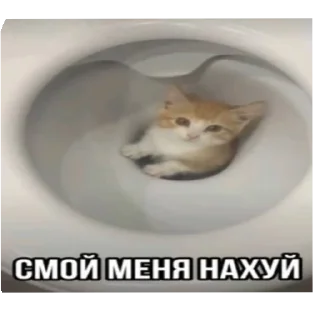 🐱 emoji Я вас ненавижу Telegram sticker 12 of 62