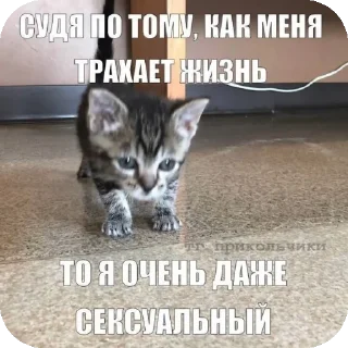 🐱 emoji Я вас ненавижу Telegram sticker 13 of 62