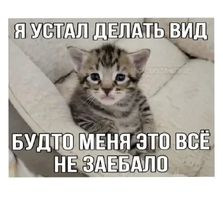 🐱 emoji Я вас ненавижу Telegram sticker 19 of 62