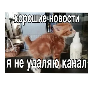 🐱 emoji Я вас ненавижу Telegram sticker 18 of 62