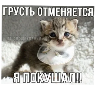 🐱 emoji Я вас ненавижу Telegram sticker 17 of 62
