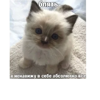 🐱 emoji Я вас ненавижу Telegram sticker 23 of 62