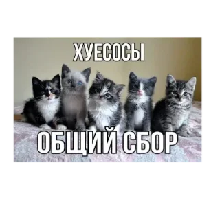 🐱 emoji Я вас ненавижу Telegram sticker 10 of 62
