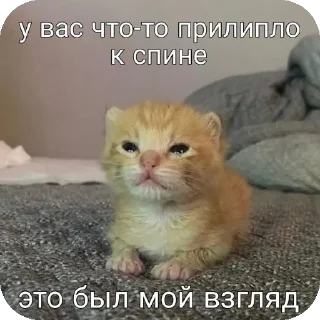 🐱 emoji Я вас ненавижу Telegram sticker 16 of 62