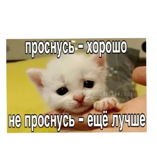 🐱 emoji Я вас ненавижу Telegram sticker 7 of 62
