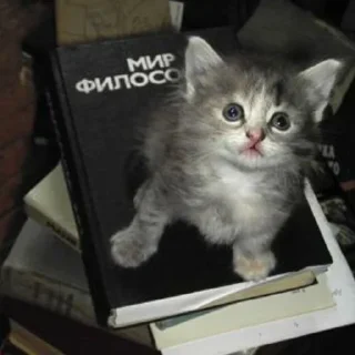 Sticker from котята