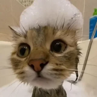 Sticker from Котята