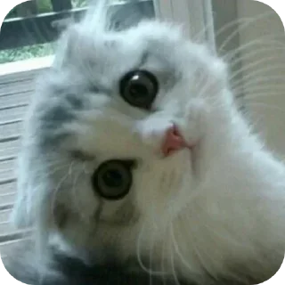 Sticker from かわいい猫  @Kskskzss