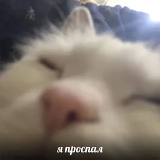 Sticker from стикерпак мпули