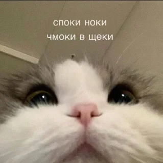 Sticker from котики 😻