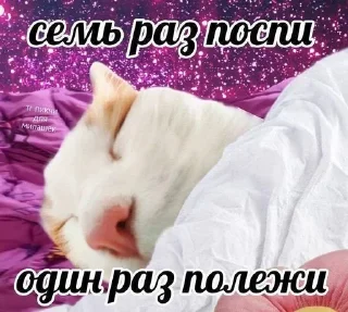 Sticker from котики 😻