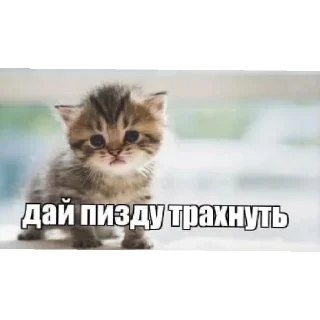 Sticker from бобер кредит