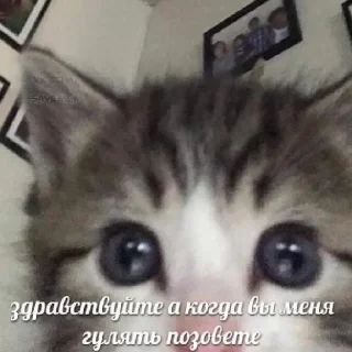Sticker from бобер кредит