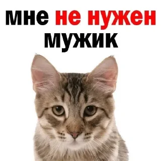 🌟 emoji opasnie kotyata Telegram sticker 5 of 8