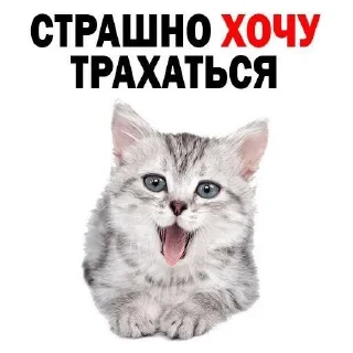 🌟 emoji opasnie kotyata Telegram sticker 6 of 8