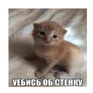 Sticker from милые котята