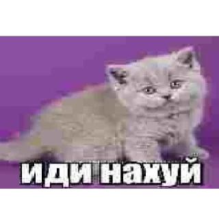 Sticker from милые котята