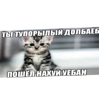 Sticker from милые котята