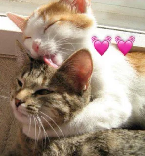 Sticker from Алискины котики