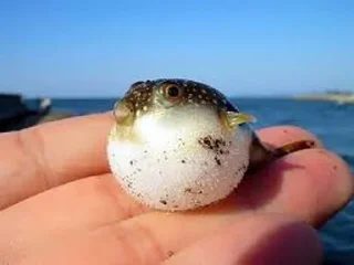 Sticker from fish