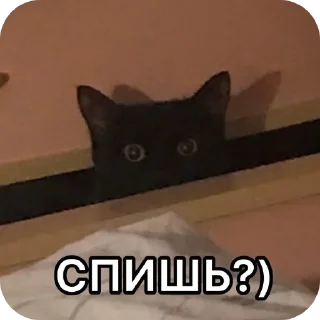 🐱 emoji Для важных переговоров Telegram sticker 19 of 120