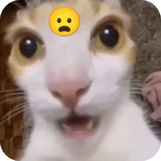 Sticker from котостики by @haventusernameyet