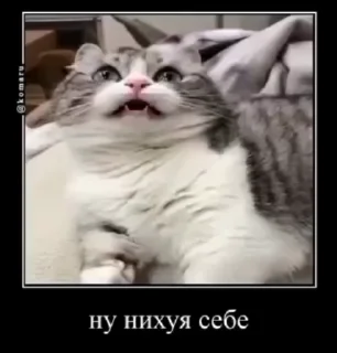 Sticker from долбаёб ебланов хуйланович