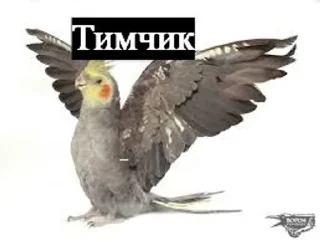 Sticker from долбаёб ебланов хуйланович