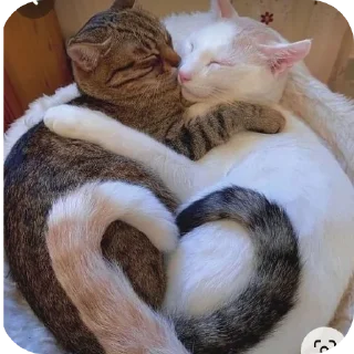 Sticker from Миядзаки кото-лапки 1