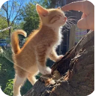 Sticker from Миядзаки кото-лапки 1