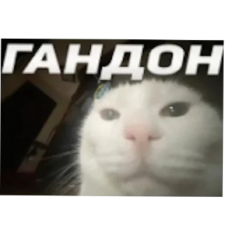 🐱 emoji Freak Owens Telegram sticker 20 of 54